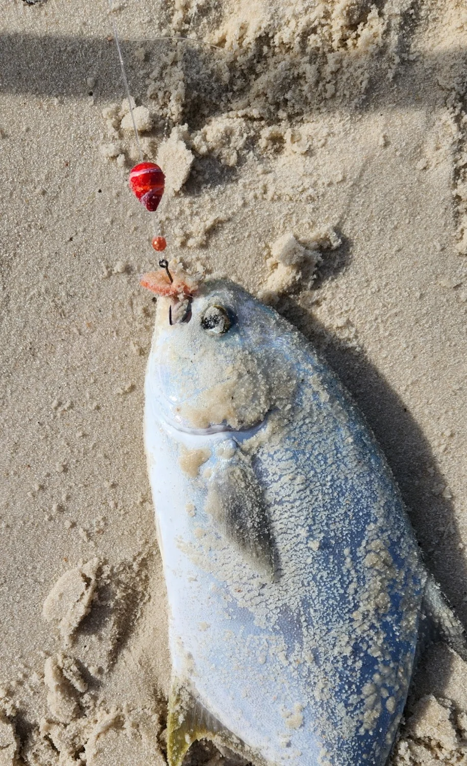 A pompano catch